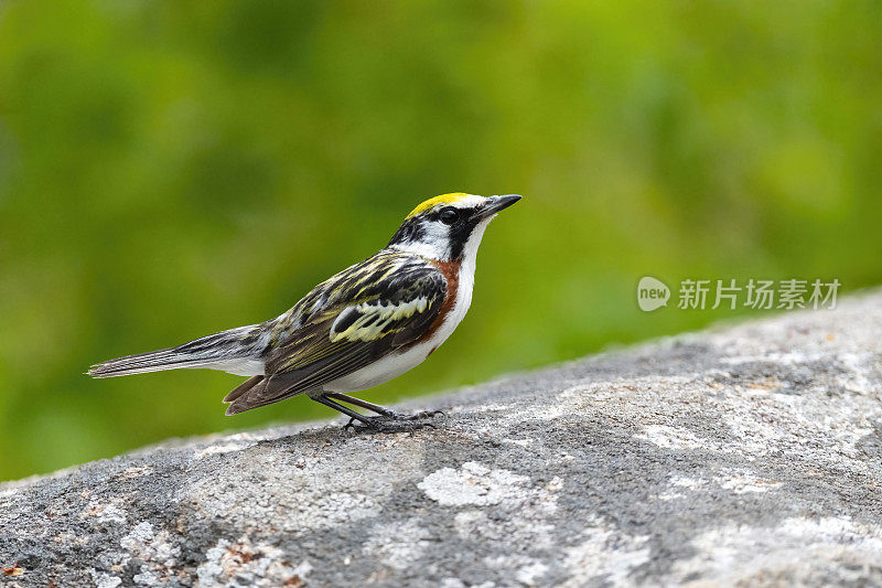 栗子边的莺，宾夕法尼亚的setophaga pensylvanica，鸟栖息